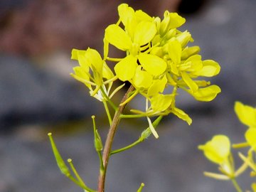 Sinapis alba e Brassica cfr. fruticulosa